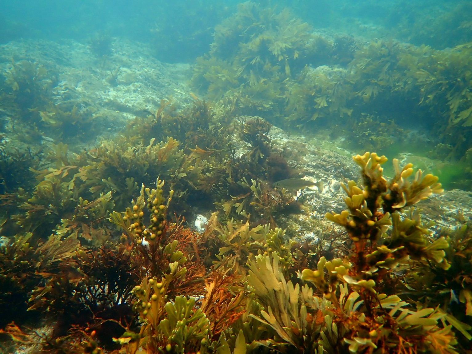 2012, Royal HaskoningDHV, Kyle Rhea, Intertidal Survey